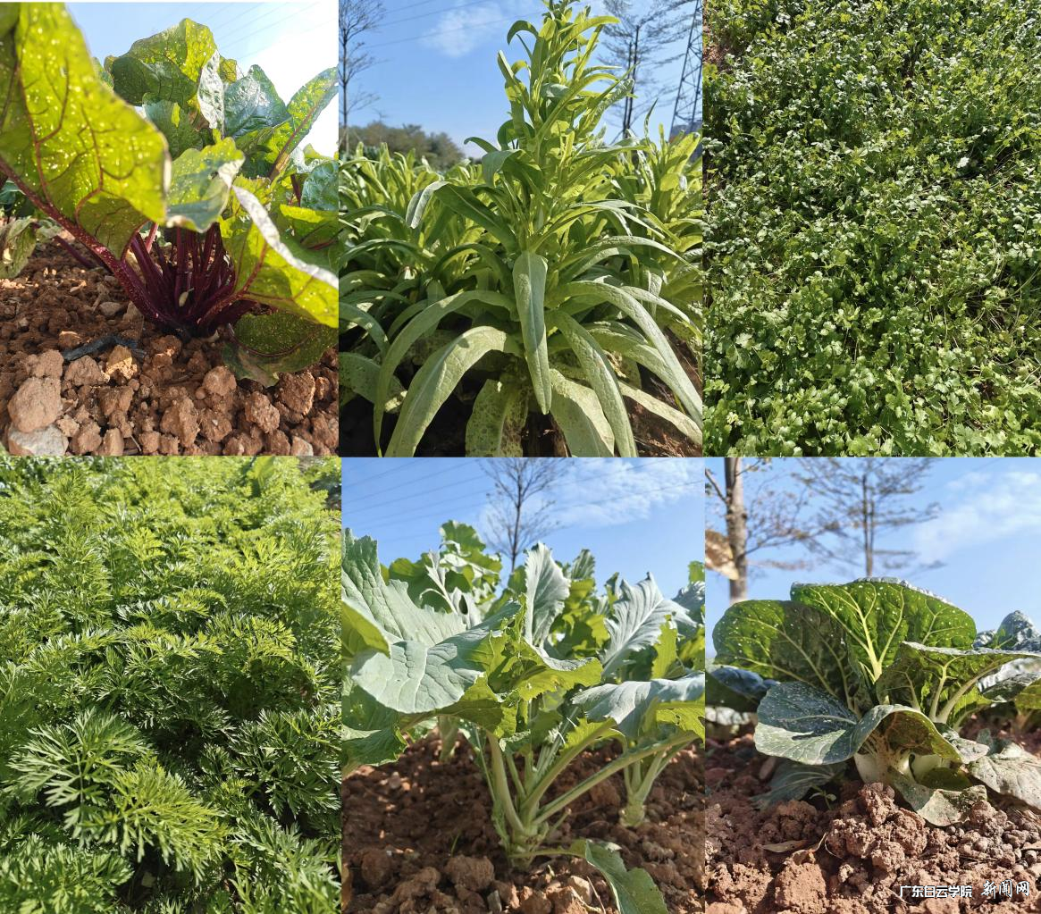 ͼƬ 6.png ͼƬ 6.png