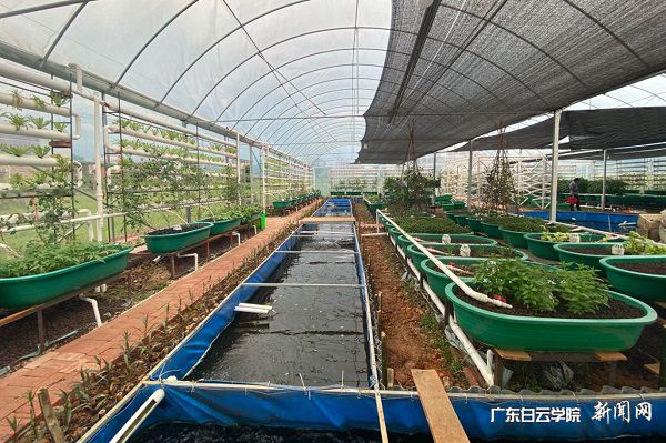 virtual_attach_file.vsb?afc=vMml6PLmWRM8CDM_lnVLmrfUN-in7nF7U4GiLlnRL4vZM7-0gihFp2hmCIa0okhkM1hVnShknRQ7LzUin7nRUNnVUNVRnl-inm9boz6RMmnFo7nfnz9Pn7rFLzM2MR-Jqjfjo4OeosXEgDTJQty0LzL8LSyYMzC4LR7Jqd9nx&oid=2103874463&tid=1341&nid=256301&e= 正在建设中的鱼菜共生育殖基地.jpg